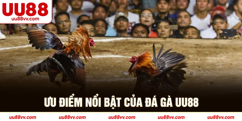 Ưu điểm nổi bật của đá gà UU88
