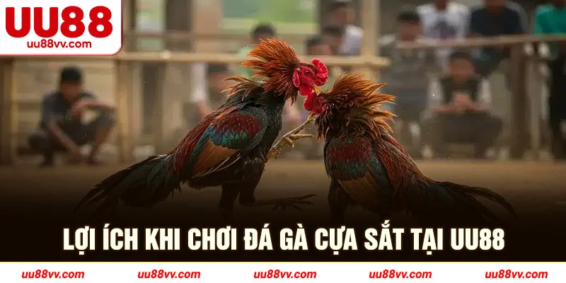lợi ích khi chơi đá gà cựa sắt tại UU88