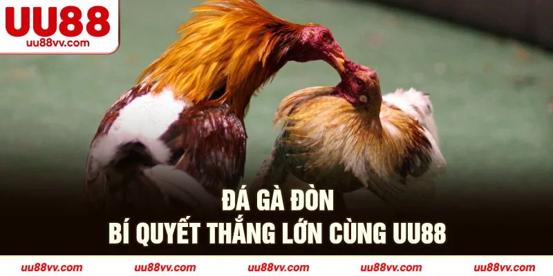 Đá gà đòn bí quyết thắng lớn cùng UU88